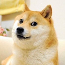 В Японии умерла собака Кабосу, ставшая известной по мему Doge
