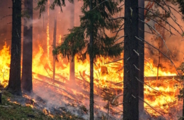 В Рослесхозе назвали предварительную причину лесного пожара под Новороссийском