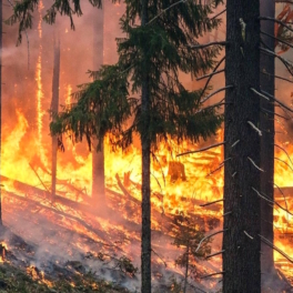 В МЧС РФ предупредили москвичей о высокой пожароопасности