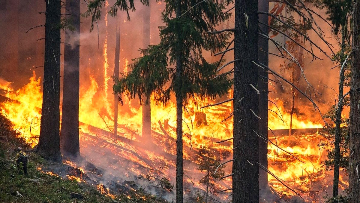 В Рослесхозе назвали предварительную причину лесного пожара под Новороссийском