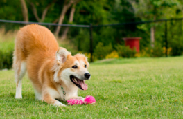 Эти четыре приема улучшат поведение собаки на прогулках без поводка: советы кинолога