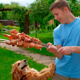 Чем можно, а чем нельзя кормить собаку во время пикника: советы ветеринара