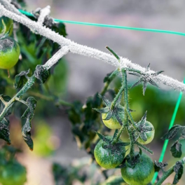 Как спасти томаты после заморозков: простые способы помочь растениям