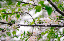 Отраслевой союз заявил, что российские садоводы из-за заморозков потеряли больше 50% урожая