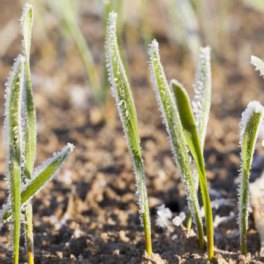 Эксперты рассказали, как майские заморозки могут повлиять на урожай в 2024 году