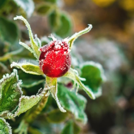 Как реанимировать и чем подкормить розы после заморозков: советы агронома