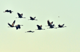 Какой сегодня праздник: 11 мая – Всемирный день мигрирующих птиц