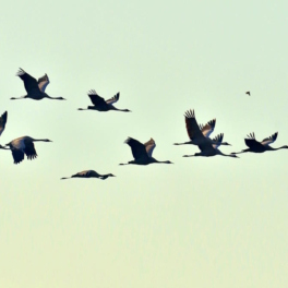 Какой сегодня праздник: 11 мая — Всемирный день мигрирующих птиц