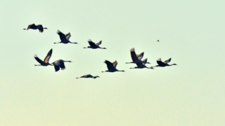 Какой сегодня праздник: 11 мая – Всемирный день мигрирующих птиц