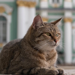 Какой сегодня праздник: 8 июня – Всемирный день петербургских кошек и котов