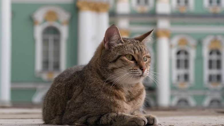 Какой сегодня праздник: 8 июня – Всемирный день петербургских кошек и котов
