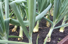 Для крупного и сочного урожая: чем подкормить лук в июне