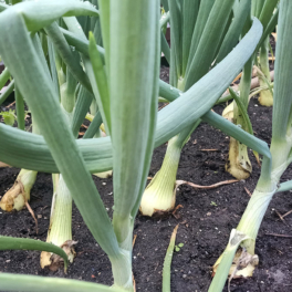 Для крупного и сочного урожая: чем подкормить лук в июне
