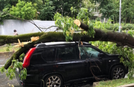 ТАСС: в Москве 38 автомобилей получили повреждения при падении деревьев из-за непогоды