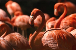 В РФ впервые после распада СССР начали вить гнезда розовые фламинго