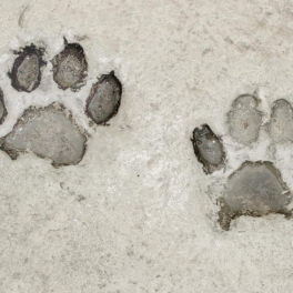 В Индии обнаружили отпечаток лапы, который мог оставить древний представитель семейства кошачьих