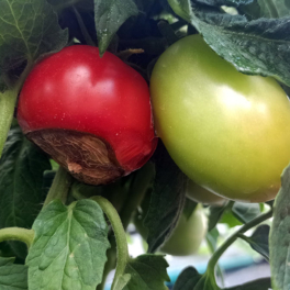 Вершинная гниль на томатах: причины появления и как с ней бороться