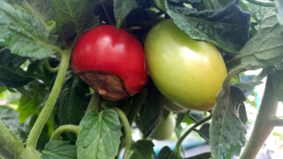 Вершинная гниль на томатах: причины появления и как с ней бороться