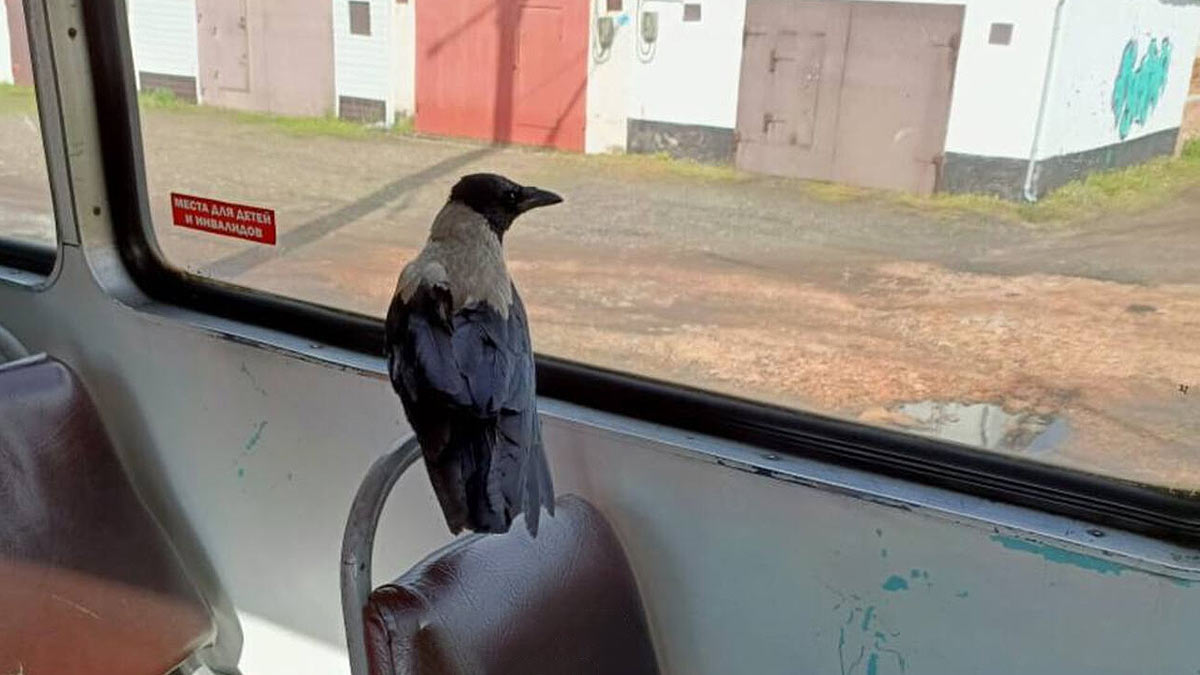 Ворона проехалась в салоне трамвая в Кузбассе