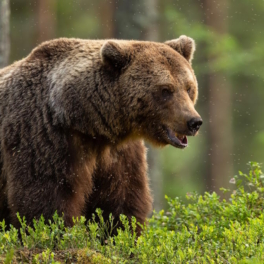 В Румынии уничтожат несколько сотен медведей после гибели туристки