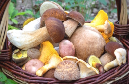 Когда съедобные грибы могут стать ядовитыми: как предотвратить отравление