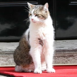 Коту Ларри с Даунинг-стрит придется делить территорию с кошкой нового премьера Великобритании