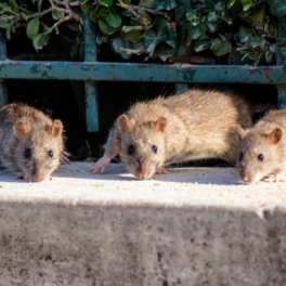 В Париже для борьбы с полчищами крыс расставили ловушки и закрыли выходы из канализации вблизи олимпийских объектов