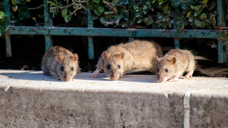 В Париже для борьбы с полчищами крыс расставили ловушки и закрыли выходы из канализации вблизи олимпийских объектов