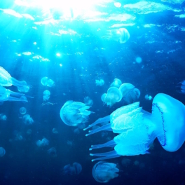 Нашествие медуз-корнеротов у побережья Крыма в Чёрном море: опасны ли они для людей и можно ли купаться