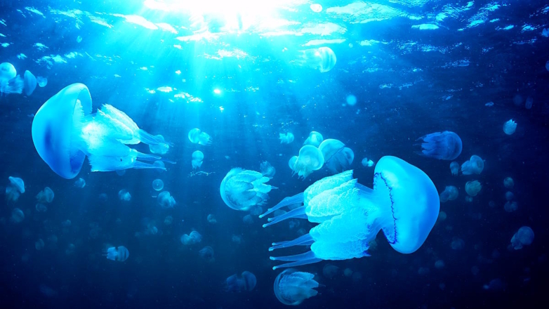 Медузы-корнероты (иллюстрация)