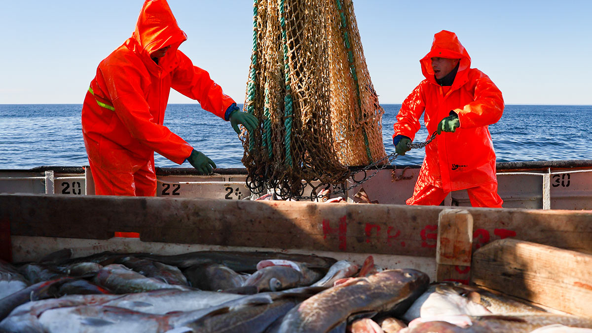 Сенаторы США хотят запретить экомаркировку рыбы из России