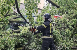 Упавшие деревья убили двух человек в Ленинградской области