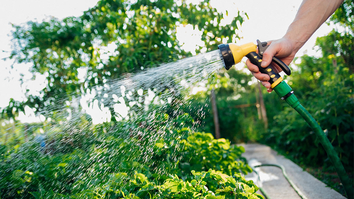 Как правильно поливать в жару грядки в огороде и какие ошибки могут погубить урожай: советы агронома
