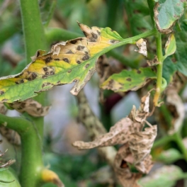 Как защитить растения на грядках и в теплицах от фитофторы: рекомендации экспертов по профилактике