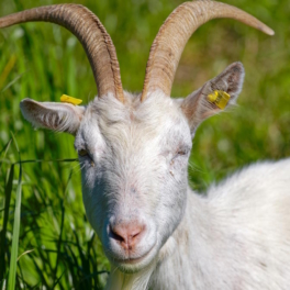 На владельца стада коз из московского Бутова подали в суд, чтобы запретить держать животных