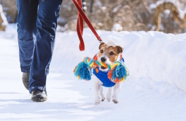 Как помочь собаке пережить зиму: советы кинолога