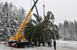 Главную новогоднюю елку страны спилили в Подмосковье