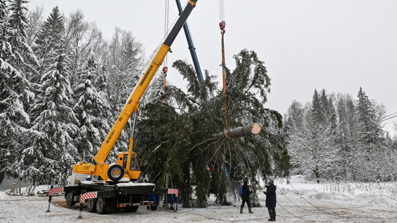 Церемония спиливания главной новогодней елки России