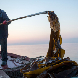 Способ получения целлюлозы из водорослей Белого моря нашли ученые в РФ