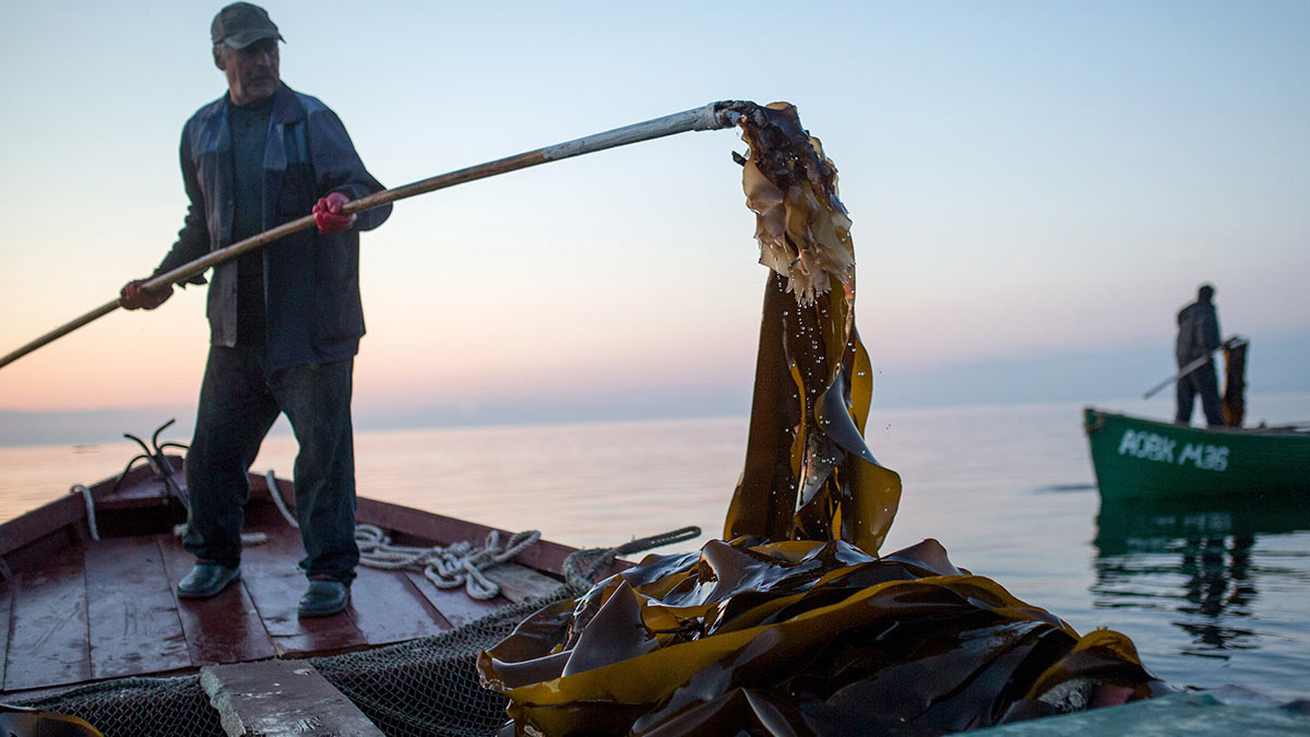 В Архангельске из водорослей Белого моря получили целлюлозу