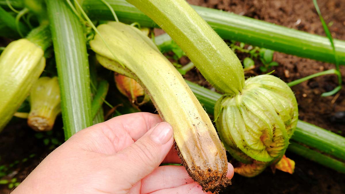 Что делать, если гниют кабачки на кусте