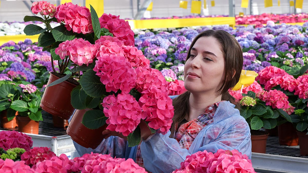 цветы продавец