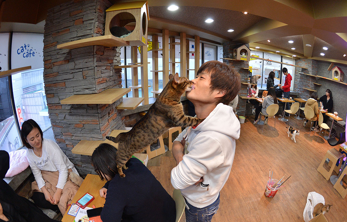 Кафе для кошек в Южной Корее
