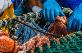 Российские производители морепродуктов планируют выход на индийский рынок