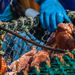 Российские производители морепродуктов планируют выход на индийский рынок