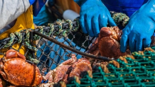 Российские производители морепродуктов планируют выход на индийский рынок