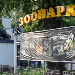 В Калининграде поймали сбежавшего из зоопарка "тигра", его роль исполнил актер