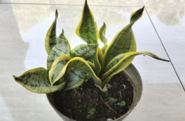 Почему у сансевиерии скручиваются листья: главные причины и способы реанимации растения