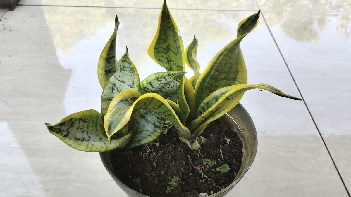 Сансевиерия