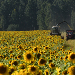 Деньги в поле: как льготные кредиты позволяют российским аграриям наращивать производство